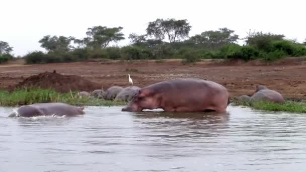 Hipopotamy Wodzie Przy Brzegu Rzeki Ugandzie Ich Naturalnym Środowisku — Wideo stockowe