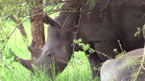 Stor Grå Noshörning Som Betar Grön Äng Uganda Östafrika — Stockvideo