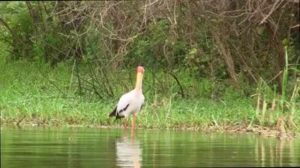 Una Hermosa Cigüeña Pico Amarillo Vadeando Agua Río Desierto Uganda — Vídeo de stock