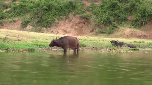 stock video A Herd of Large Black Cape Buffalo on the Bank of the Kazinga Channel in Uganda