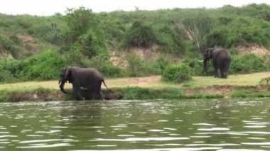 Uganda'daki Kazinga Kanalı'nın Kıyılarında Yıkanan ve Oynayan İki Fil