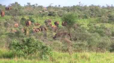 Uganda, Doğu Afrika'da Yeşil Çalı'da Dolaşan Birçok Fille Büyük Bir Sürü