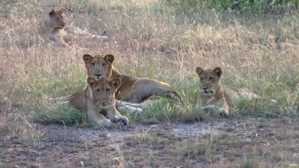Uma Família Leões Desumanos Deitados Grama Seca Dourada Savannah Uganda — Vídeo de Stock