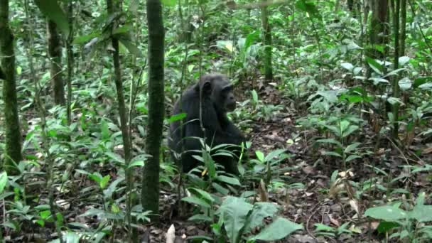 ウガンダ 東アフリカの密な緑のジャングルの森の地面に座っている黒いチンパンジー — ストック動画