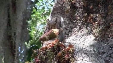 Şirin ve komik bir sincaptan uzaklaşmak Ağaçta oturmak ve koni yemek