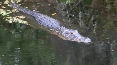 A Big Dangerous Alligator Calmly Florida Everglades Bitkiler ile Karanlık Su ile Yüzme, Amerika Birleşik Devletleri