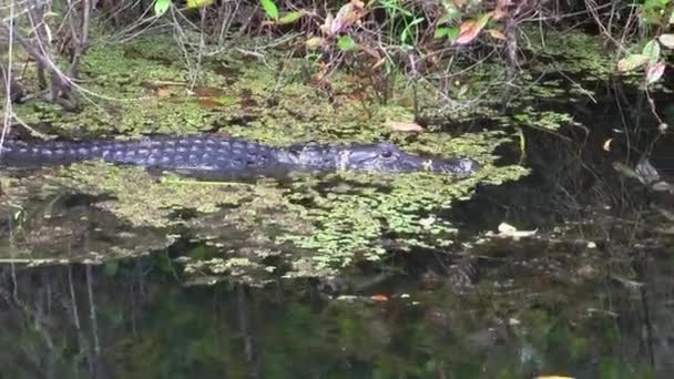 Large Dangerous Alligator Swimming Calmly Dark Swamp Waters Everglades Marshland — Stock Video