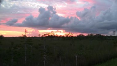 Güzel Bulutlar ve Everglades, Florida Cypress Ağaçları siluetleri ile Renkli Turuncu ve Pembe Gökyüzü.