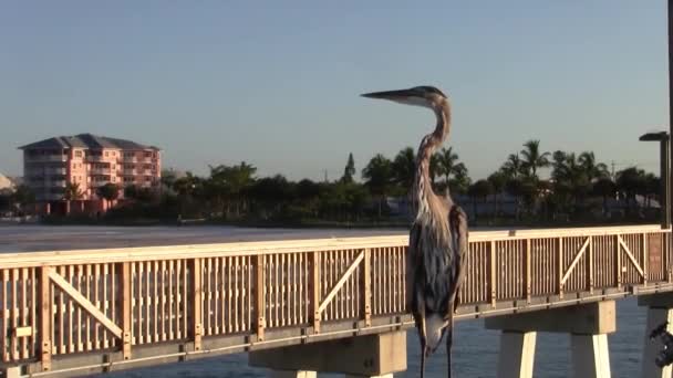 Wielki Niebieski Ptak Czapek Siedzi Drewnianej Poręczy Fort Myers Fishing — Wideo stockowe