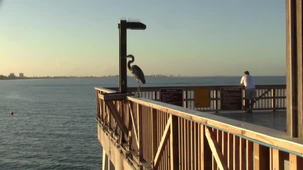 Птах Сидить Перил Форт Майерс Пляж Риболовля Пірс Сутінках Велика — стокове відео