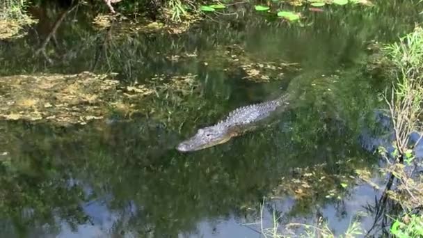 Cocodrilo Nadando Través Calma Agua Oscura Con Plantas Los Everglades — Vídeos de Stock