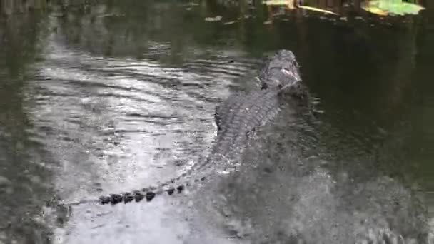 Alligator Swimming Away Dark Swamp Waters Everglades Marshland Florida Stati — Video Stock