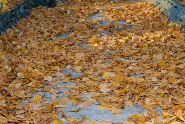 Χρυσά φύλλα σε ένα μονοπάτι — Φωτογραφία Αρχείου