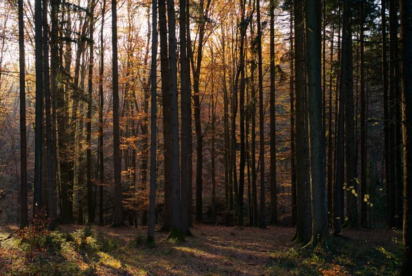 Apelsin löv, träd, ljusstrålar-höst i skogen — Stockfoto