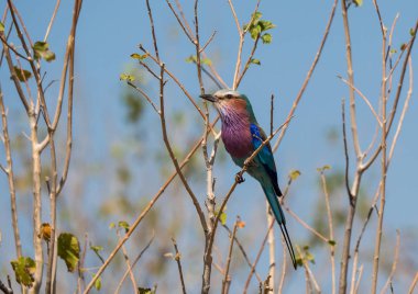 Lila göğüslü Silindir Dal üzerinde oturan