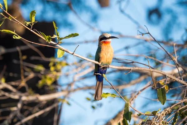 Abeille africaine mangeur d'oiseaux assis — Photo