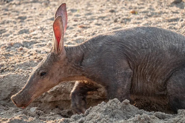 Aardvark v Kalahari, Namibii-uzavření — Stock fotografie