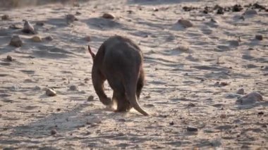 Aardvark veya Karınca Yiyen Walking Away Sandy Savanna Namibya, Afrika, Behind From