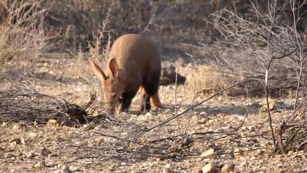 Aarvark También Llamado Ant Eater Caminando Sabana Seca Namibia África — Vídeo de stock