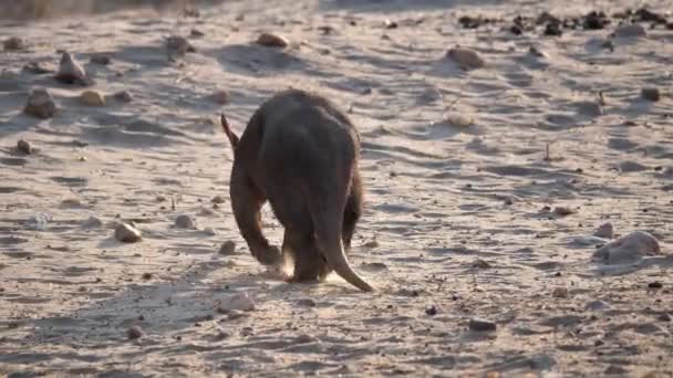 Aardvark Fourmilière Marchant Écart Dans Sandy Savanna Namibie Afrique Derrière — Video