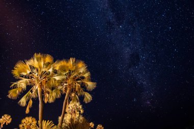 Palms ile Palm Tree ve Gece Gökyüzü