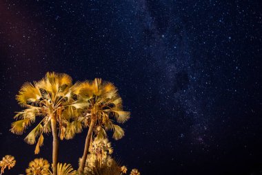 Palm Tree and Night Sky with Palms clipart