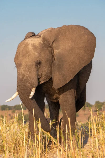 Мужской слон с бивнями в Чобе NP — стоковое фото