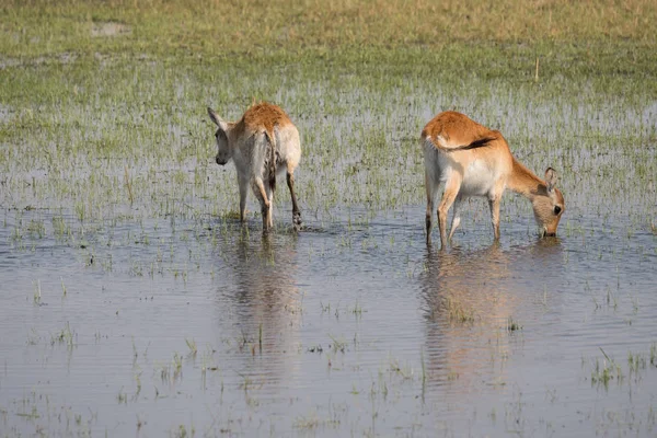 Két piros Lechwe Antelopes az Okavango Delta — Stock Fotó