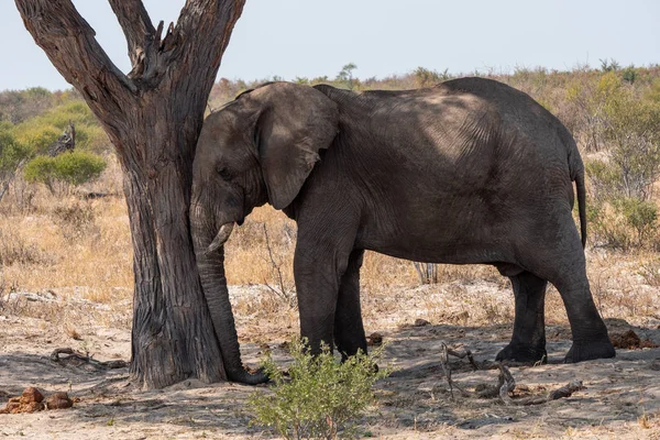 Elefant schläft gegen Baum — Stockfoto