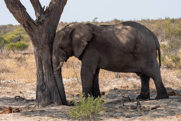 Éléphant Dormir contre un arbre — Photo