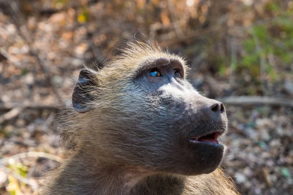 Chacma Baboon Face Close-Up — Stok Foto
