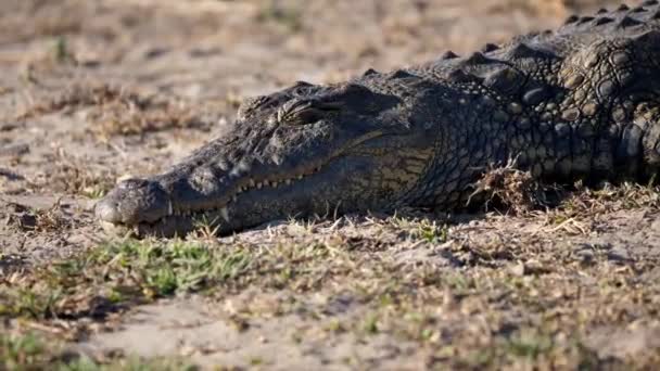 Большой Нильский Крокодил Лежащий Грунде Загорающий Отдыхающий Берегу Реки Национальном — стоковое видео