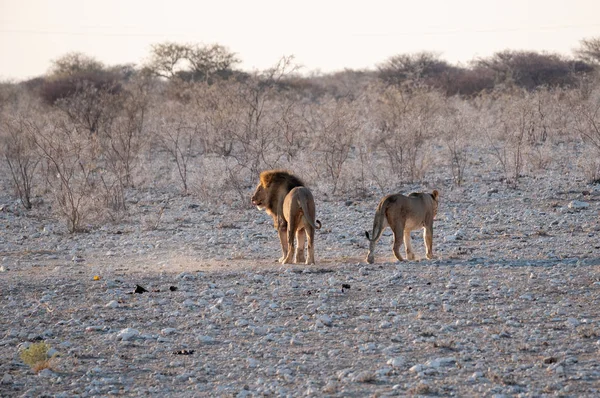 Férfi és női oroszlán Etosha nemzeti parkban — Stock Fotó