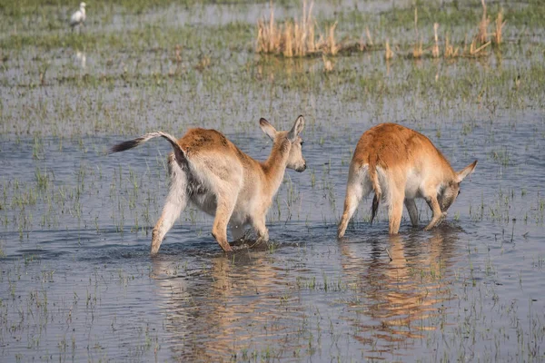 Két piros Lechwe Antelopes az Okavango Delta — Stock Fotó