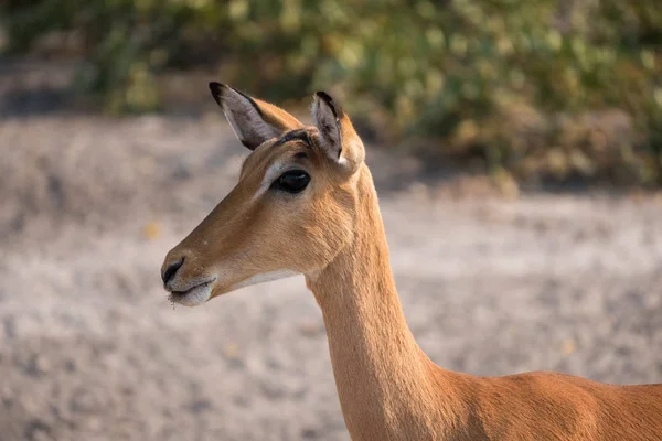 Impala Antilop Close Up Portre — Stok fotoğraf