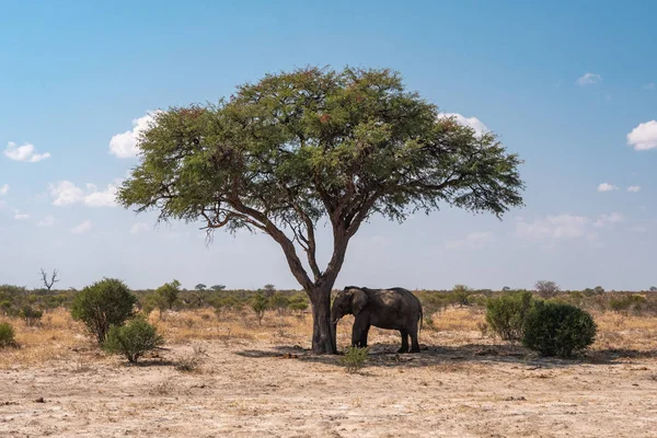 大象睡在树上 — 图库照片