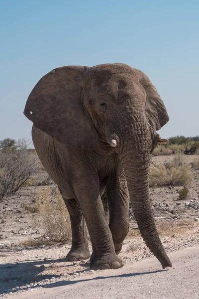 African Elephant Walking Dry Savanna Etosha National Park Namibia — Stock Photo, Image