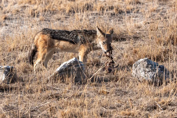 Alimentazione degli sciacalli, Etosha National Park — Foto Stock