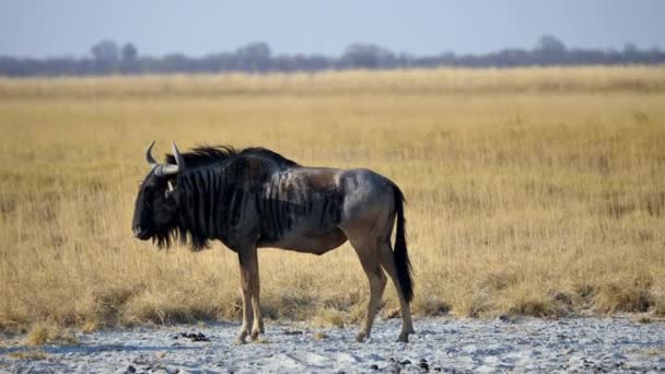 Blå Wildebeest Stående Makgadikgadi Pan Torrt Gräs Plain — Stockvideo