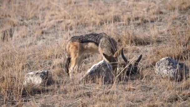 Siyah Destekli Jackel Bir Kafatası Üzerinde Beslenme Bir Karkas Gelen — Stok video