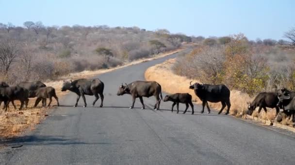 Stor Buffalo Besättning Korsar Väg Botswana — Stockvideo