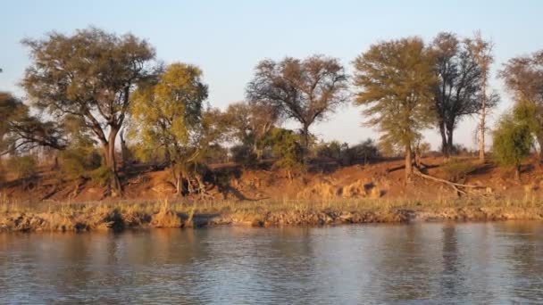 Okavango River Bank Trees Bush Water Passing — Stock Video