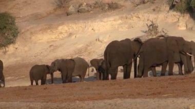 Chobe Milli Parkı'nda Chobe Nehri Kıyısında Fil Sürüsi, Botsvana, Akşam