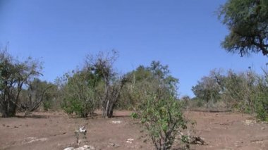 Tek Kudu Genç Erkek Buck Chobe Milli Parkı, Botsvana Bush ile Yürüyüş