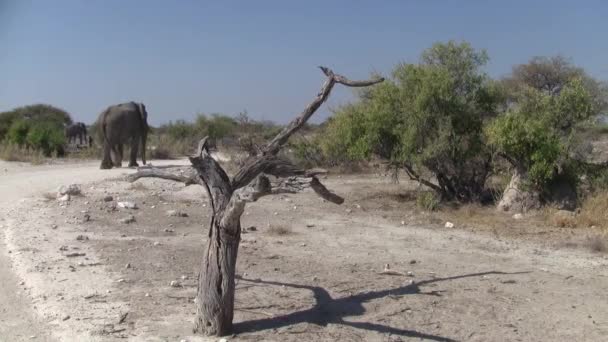 Elefantenwanderung Der Landschaft Des Etoscha Pan Nationalparks Mit Trockenem Baum — Stockvideo