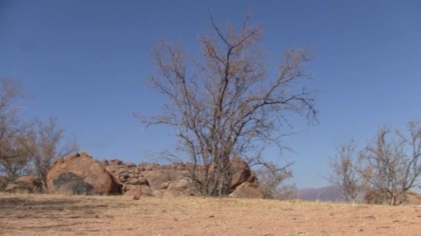 ナミビア アフリカ 水平鍋の丸い岩と乾いた茂みを持つエロンゴ山の風景 — ストック動画