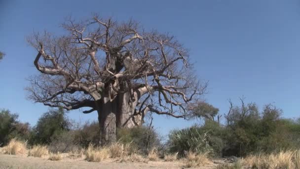 Potente Albero Baobab Nella Stagione Secca Striscia Caprivi Namibia Africa — Video Stock