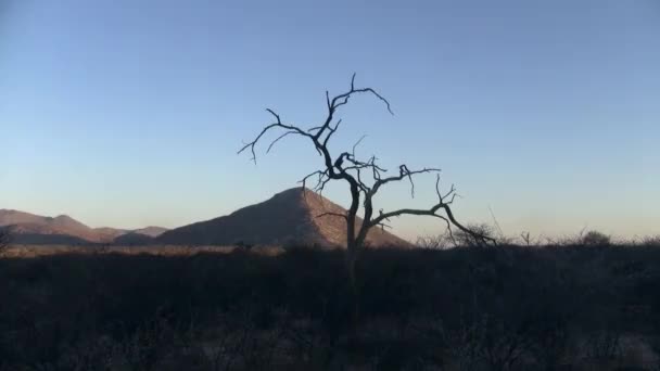 エテンデロ山とドライツリーのシルエット エテンデロ山脈 ナミビア 夕方のアフリカ — ストック動画