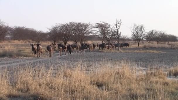 Herd Blue Wildebeest Grazing Walking Grass Plain Sowa Pan Makgadikgadi — Vídeo de Stock