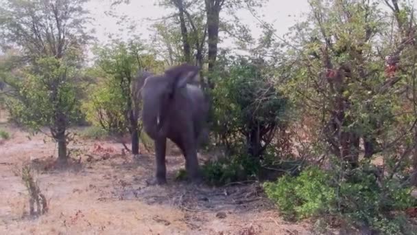 Genç Küçük Fil Bush Başını Sallayarak Moremi Game Reserve Okavango — Stok video